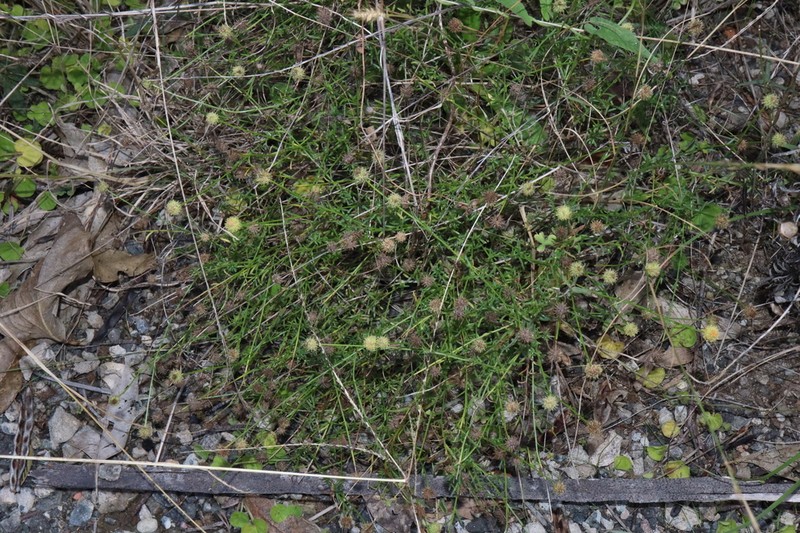 Calotis lappulacea photo 7
