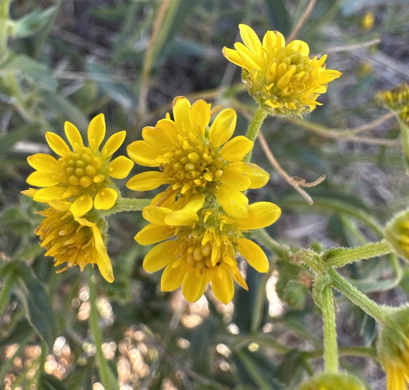 Calotis latiuscula
