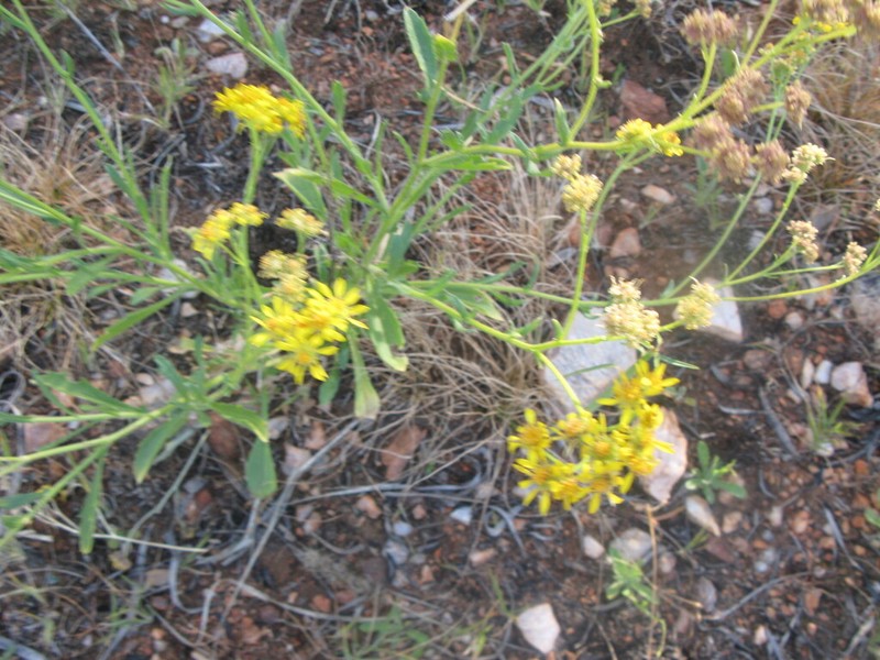 Calotis latiuscula photo 8