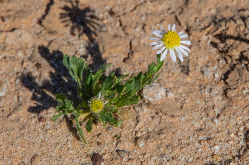 Calotis multicaulis