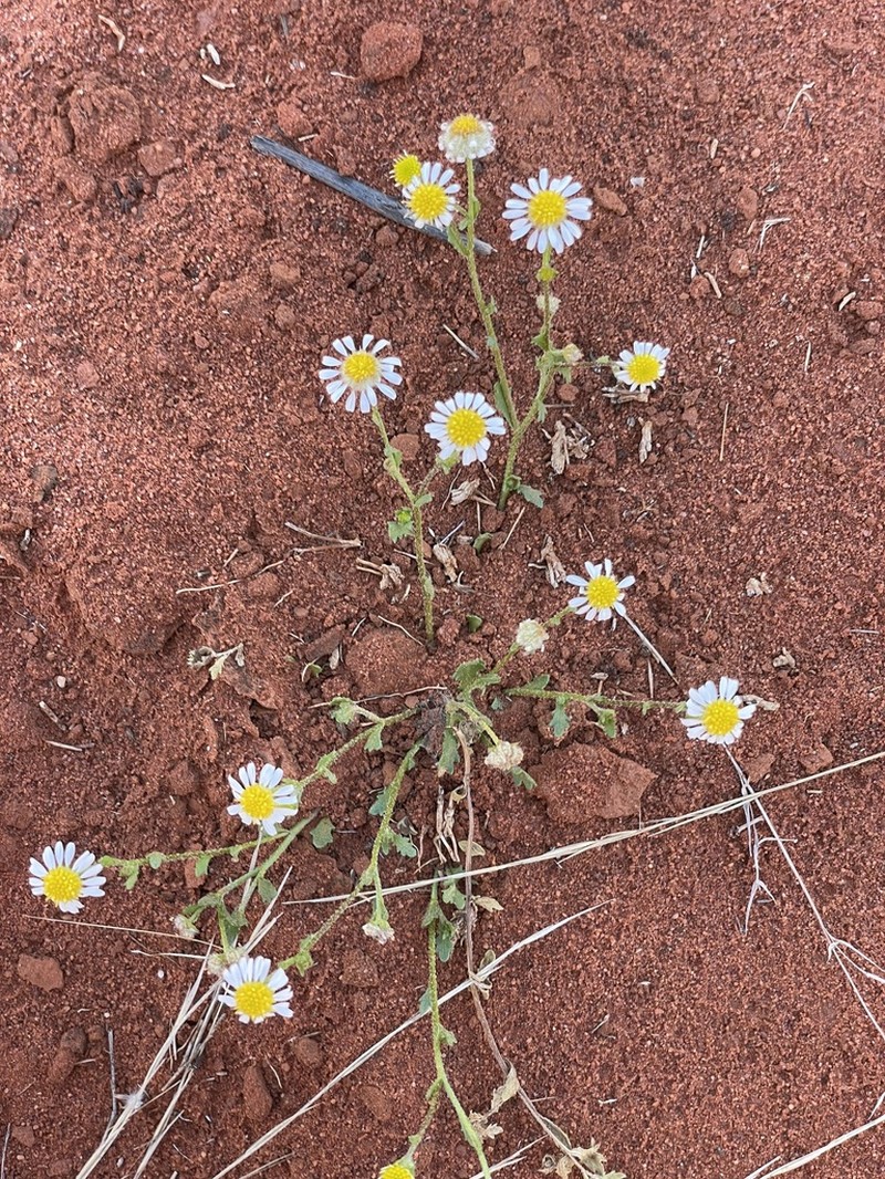 Calotis multicaulis photo 2