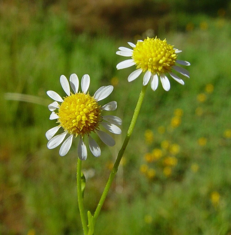 Calotis multicaulis photo 3