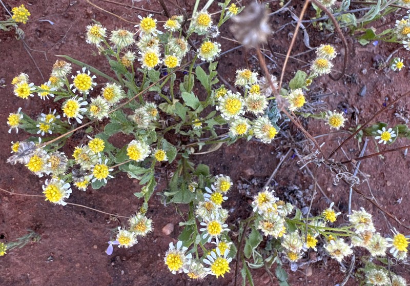 Calotis multicaulis photo 4