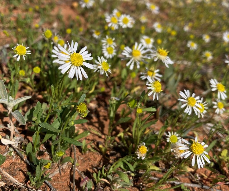 Calotis multicaulis photo 5