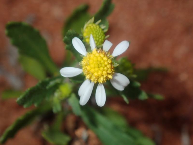 Calotis multicaulis photo 6
