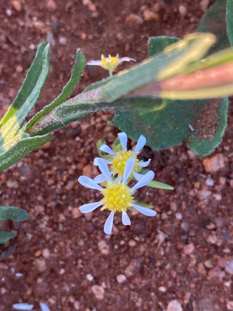 Calotis multicaulis photo 7