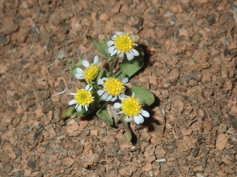 Calotis multicaulis photo 8