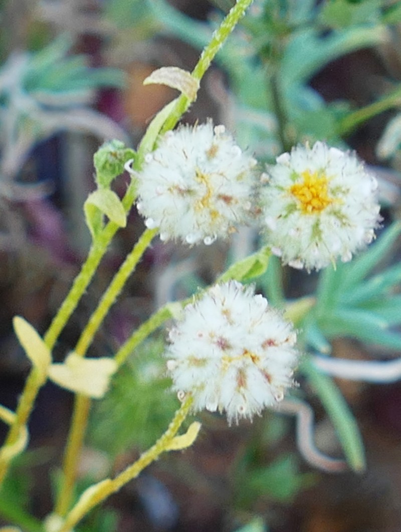 Calotis plumulifera