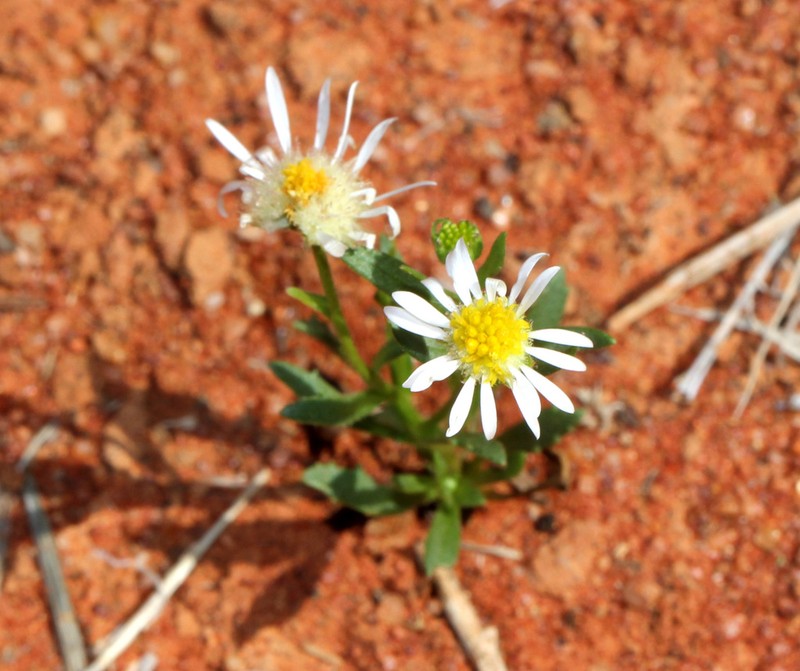 Calotis plumulifera photo 4
