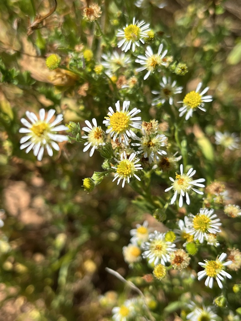 Calotis plumulifera photo 6