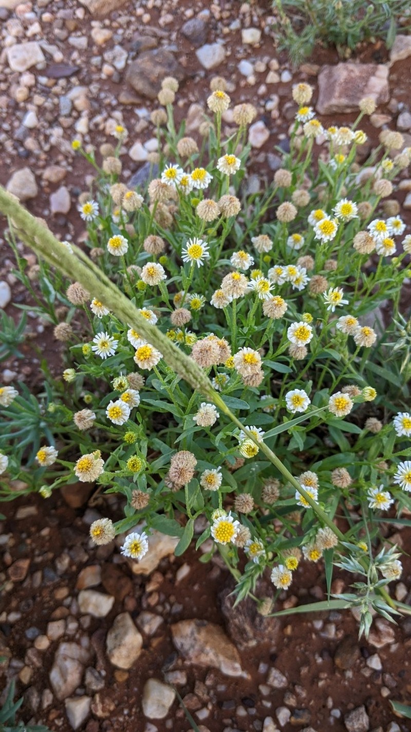 Calotis plumulifera photo 8