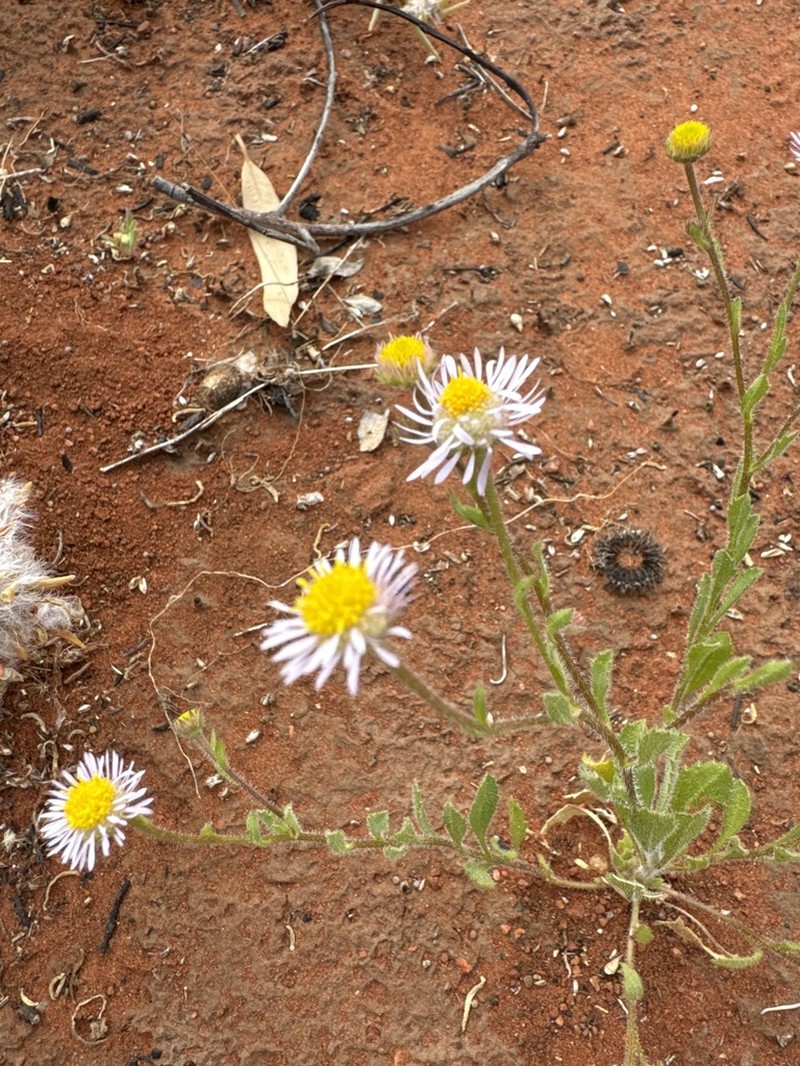 Calotis porphyroglossa