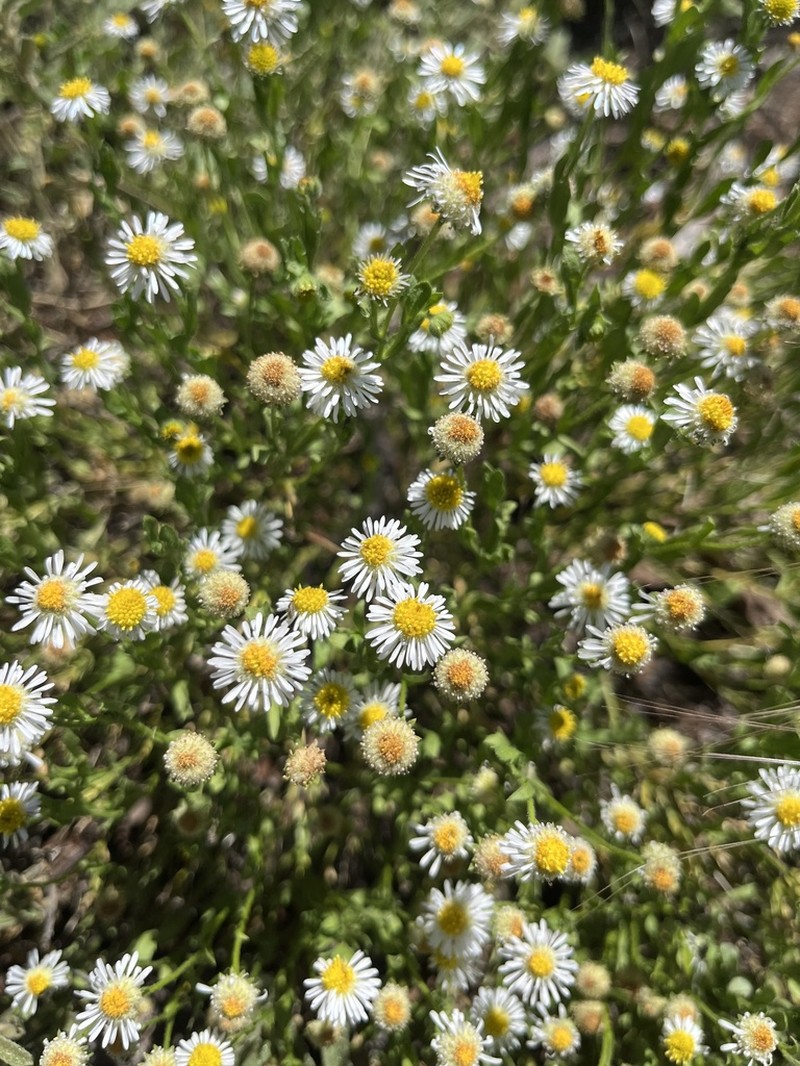 Calotis porphyroglossa photo 2
