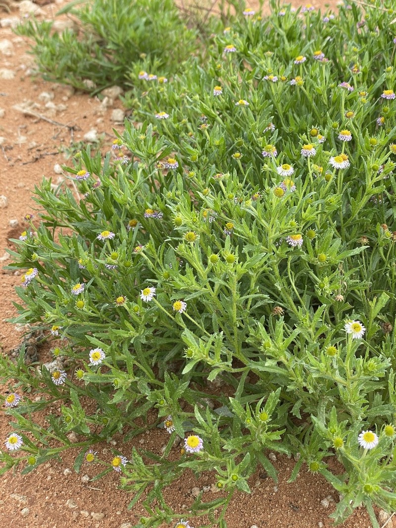 Calotis porphyroglossa photo 3