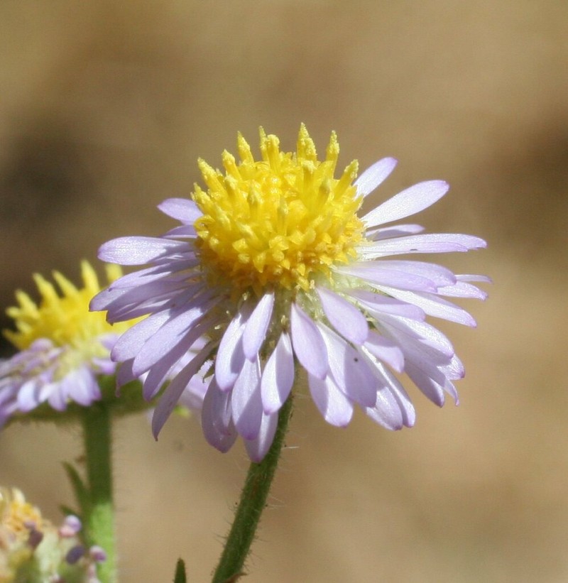 Calotis porphyroglossa photo 4