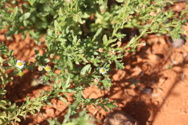 Calotis porphyroglossa photo 5