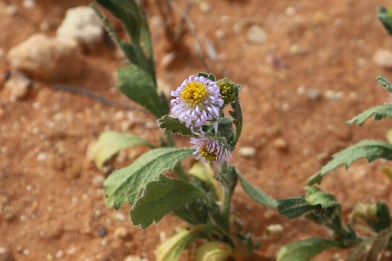 Calotis porphyroglossa photo 6