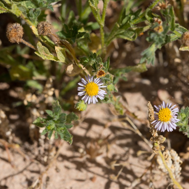Calotis porphyroglossa photo 7