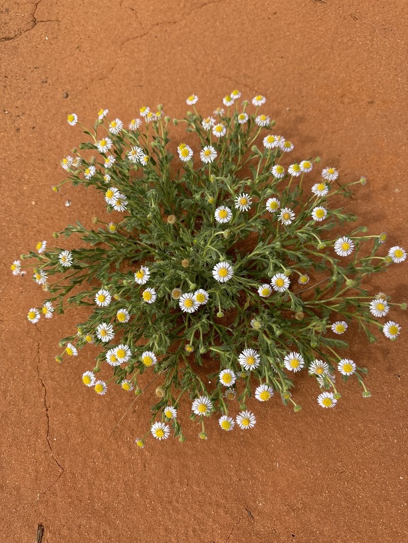 Calotis porphyroglossa photo 8