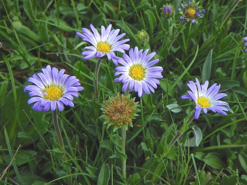 Calotis pubescens