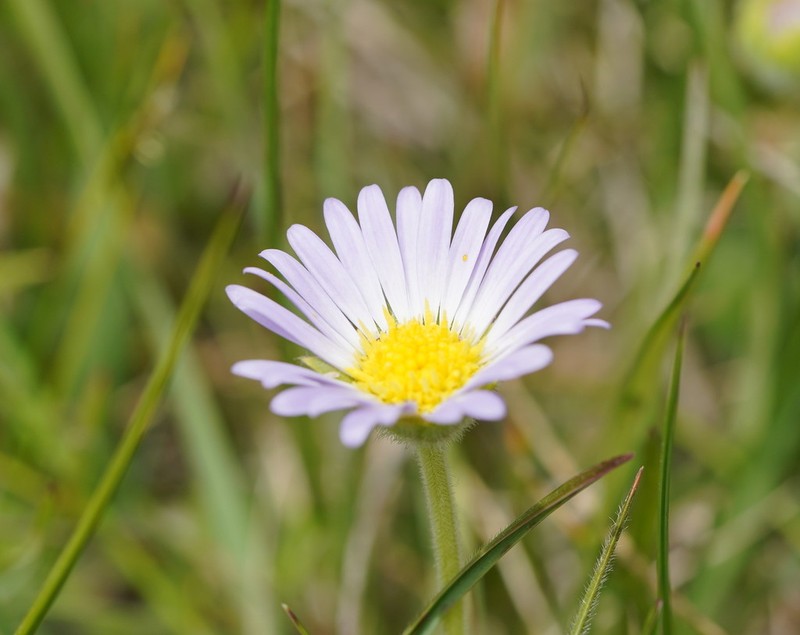 Calotis pubescens photo 2