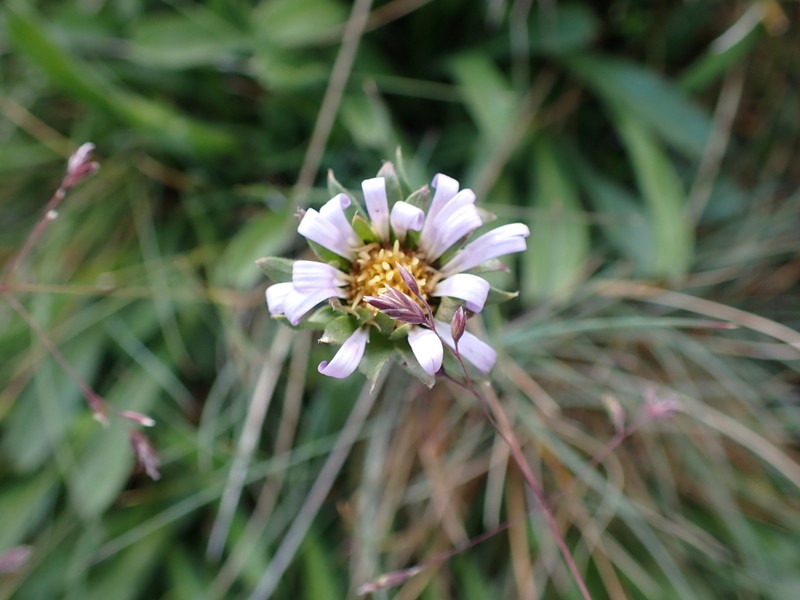 Calotis pubescens photo 3