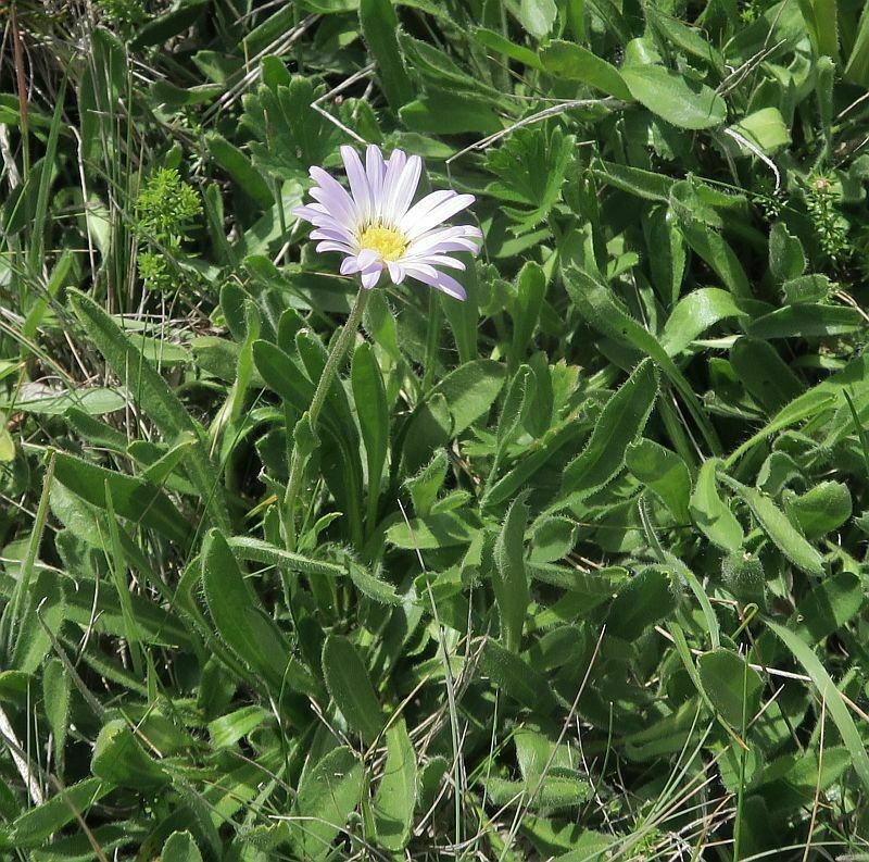 Calotis pubescens photo 4