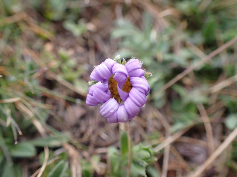 Calotis pubescens photo 5