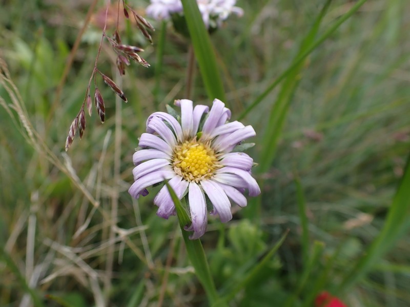 Calotis pubescens photo 6