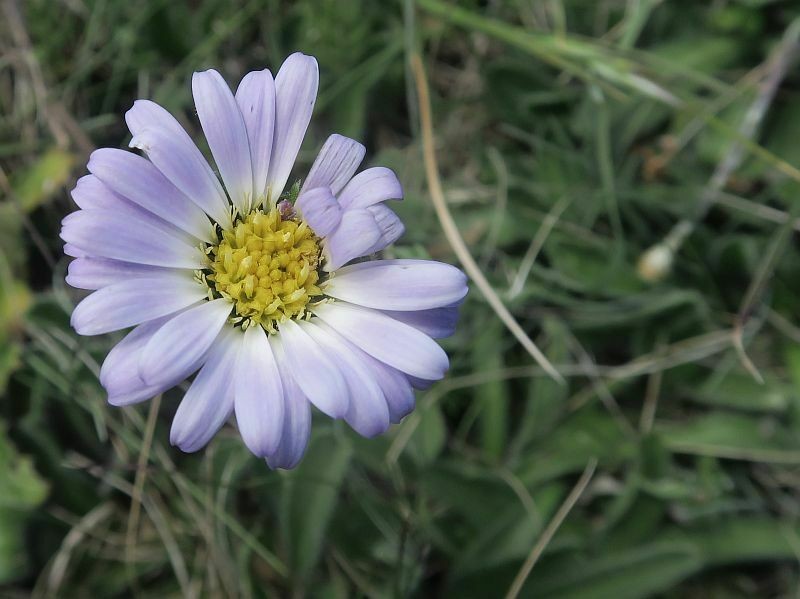 Calotis pubescens photo 7