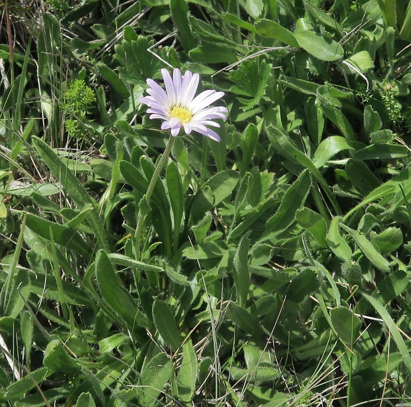 Calotis pubescens photo 8