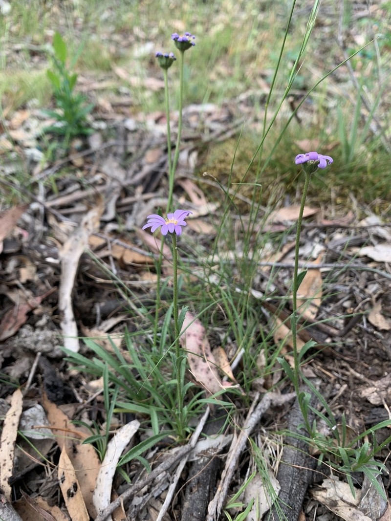 Calotis scabiosifolia