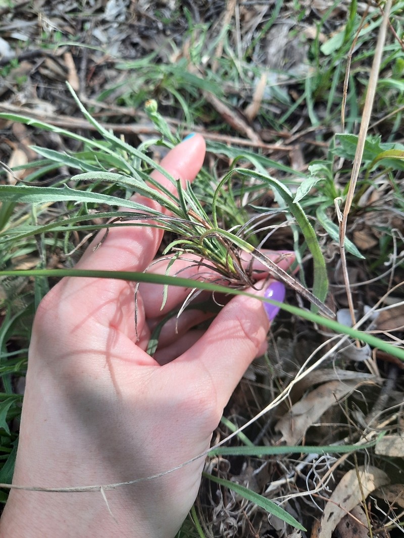 Calotis scabiosifolia photo 2
