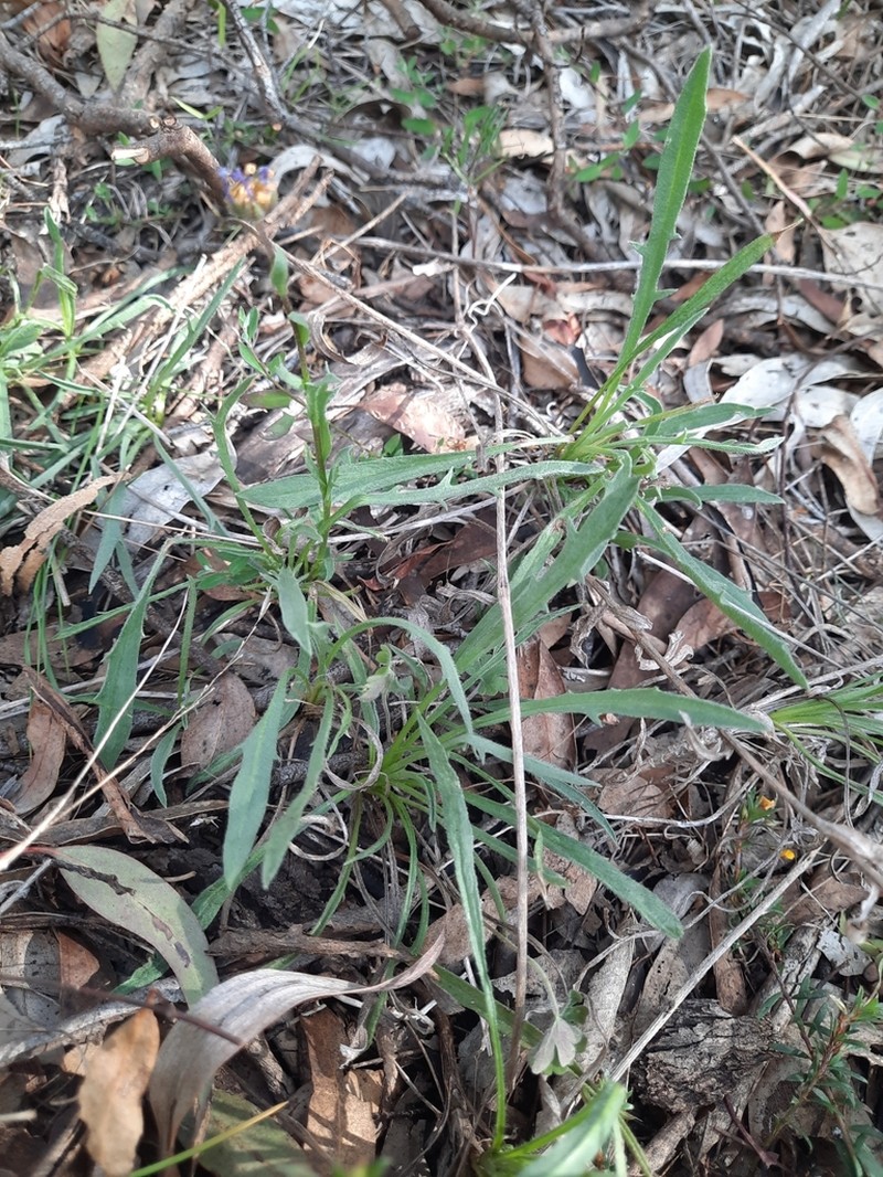 Calotis scabiosifolia photo 3