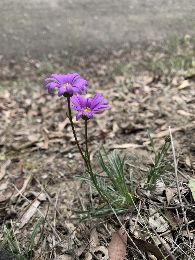 Calotis scabiosifolia photo 4