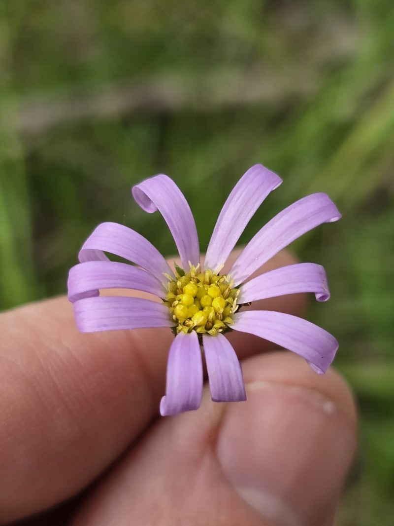 Calotis scabiosifolia photo 5
