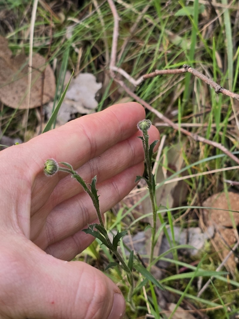 Calotis scabiosifolia photo 6