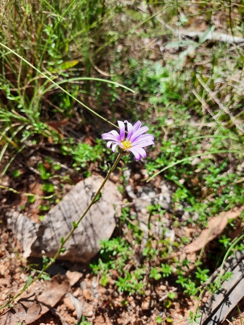 Calotis scabiosifolia photo 8