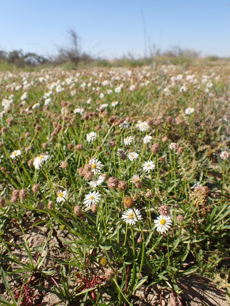 Calotis scapigera