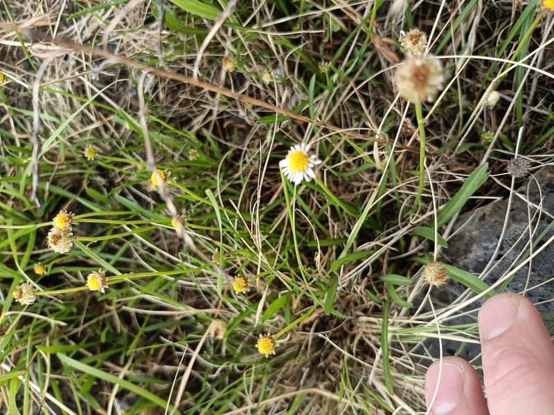 Calotis scapigera photo 2