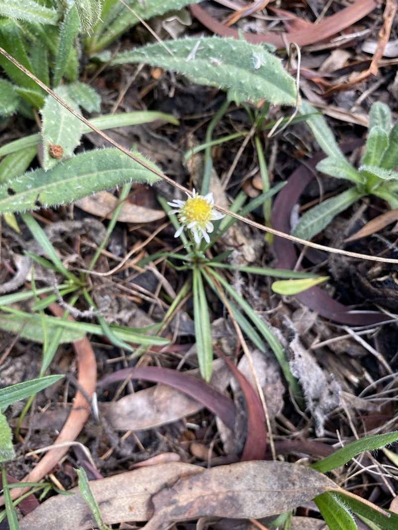 Calotis scapigera photo 3