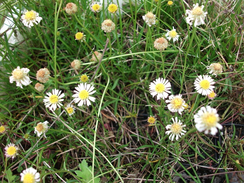 Calotis scapigera photo 7