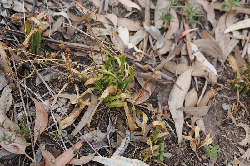 Calotis scapigera photo 8