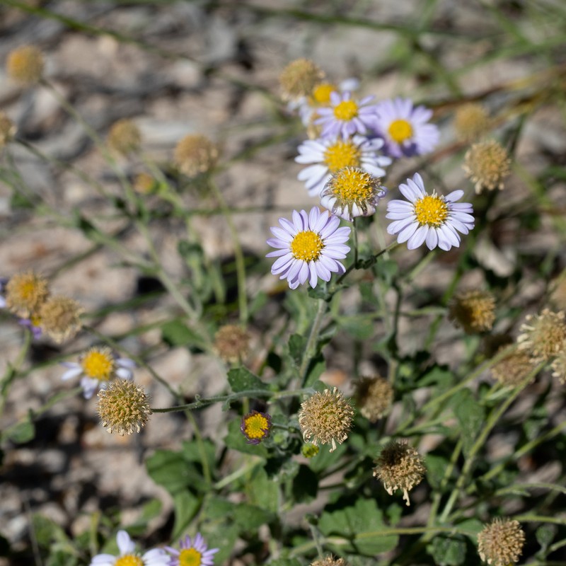 Calotis xanthosioidea