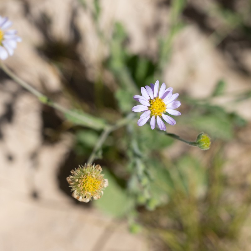 Calotis xanthosioidea photo 2