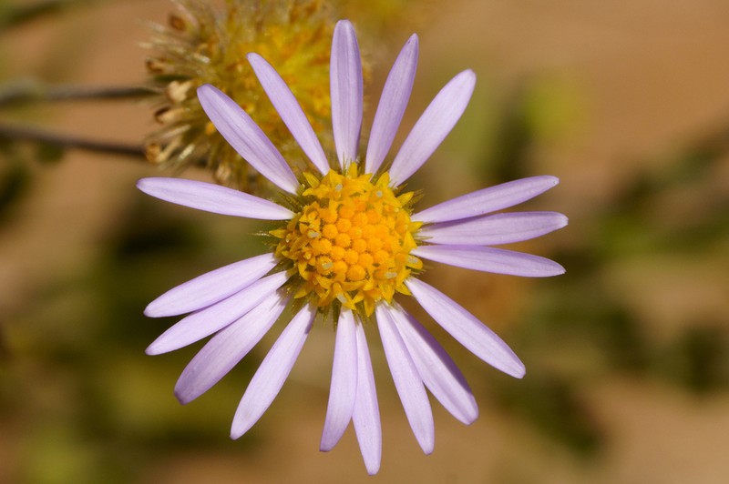 Calotis xanthosioidea photo 3
