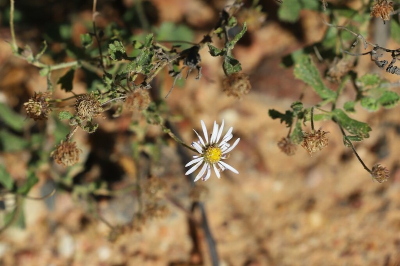Calotis xanthosioidea photo 4