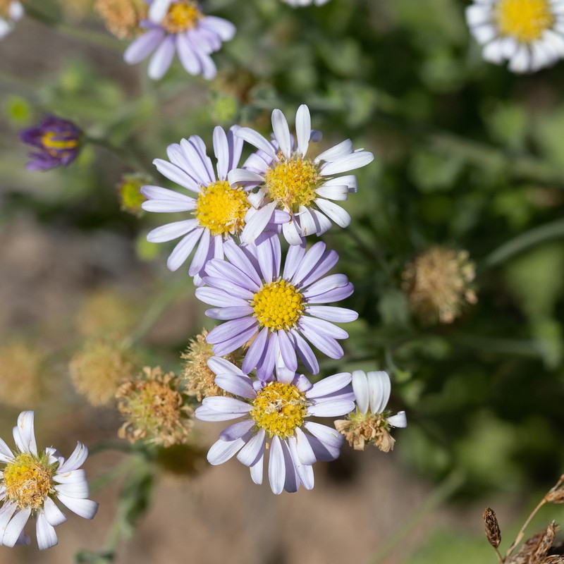 Calotis xanthosioidea photo 5