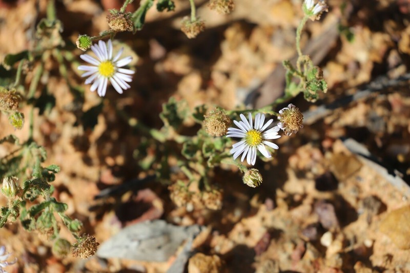 Calotis xanthosioidea photo 6