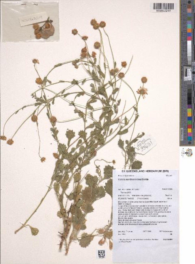 Calotis xanthosioidea photo 7